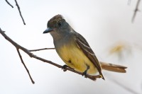Great Crested Flycatcher (Myiarchul crinitus)